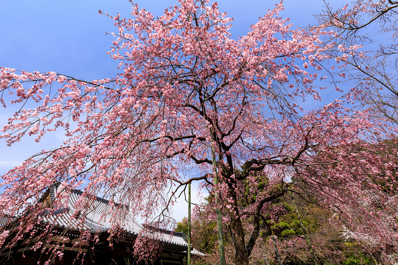 桜咲く京都2018　法金剛院のしだれ桜と春の花_f0155048_1862749.jpg