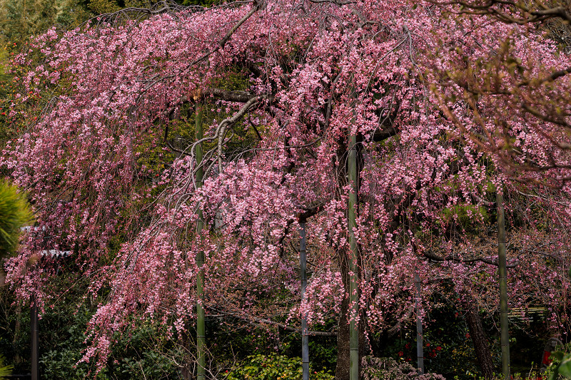 桜咲く京都2018　法金剛院のしだれ桜と春の花_f0155048_186364.jpg