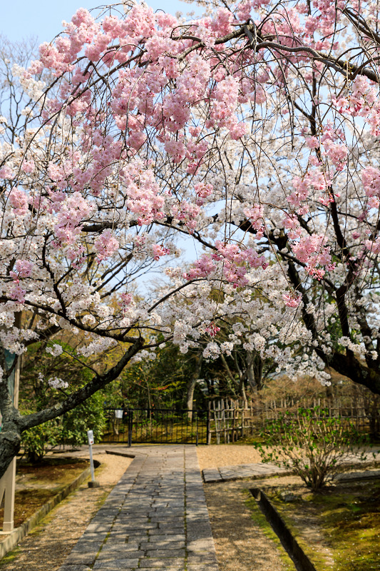 桜咲く京都2018　法金剛院のしだれ桜と春の花_f0155048_1864368.jpg