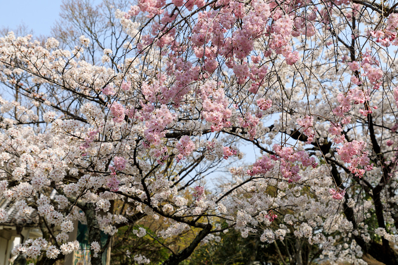 桜咲く京都2018　法金剛院のしだれ桜と春の花_f0155048_186472.jpg