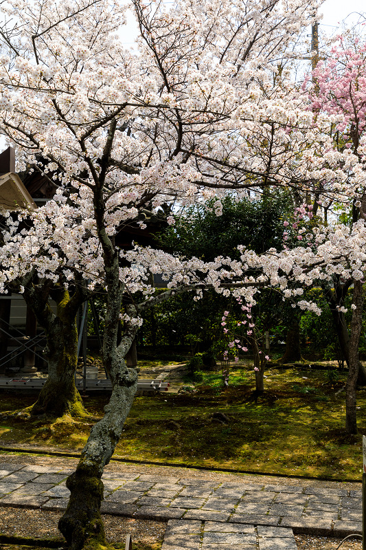 桜咲く京都2018　法金剛院のしだれ桜と春の花_f0155048_1865284.jpg