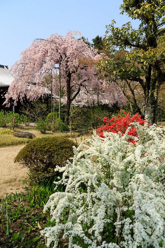 桜咲く京都2018　法金剛院のしだれ桜と春の花_f0155048_1871417.jpg