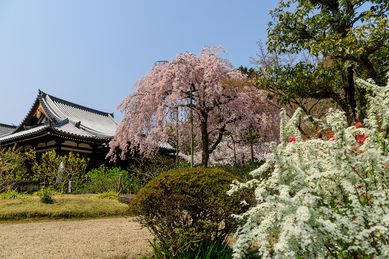 桜咲く京都2018　法金剛院のしだれ桜と春の花_f0155048_187538.jpg