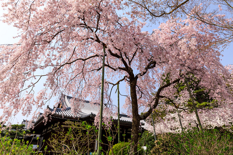 桜咲く京都2018　法金剛院のしだれ桜と春の花_f0155048_1882147.jpg