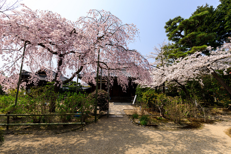 桜咲く京都2018　法金剛院のしだれ桜と春の花_f0155048_1884298.jpg