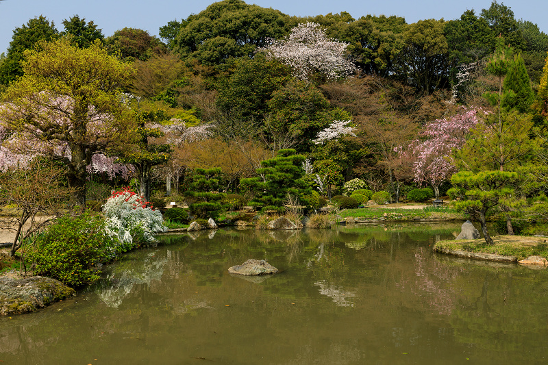 桜咲く京都2018　法金剛院のしだれ桜と春の花_f0155048_1895780.jpg