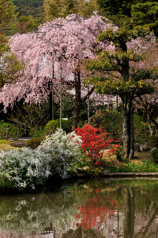 桜咲く京都2018　法金剛院のしだれ桜と春の花_f0155048_189714.jpg