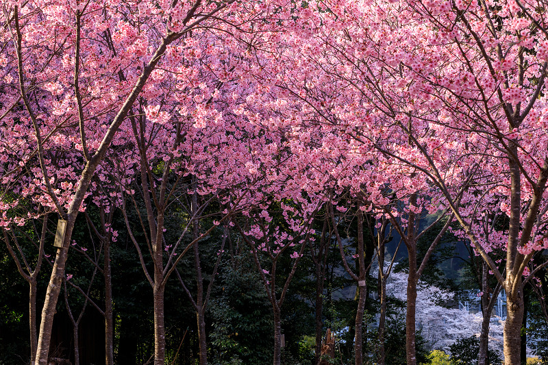 桜咲く京都2018　陽光桜の園（若王子神社）_f0155048_2012175.jpg