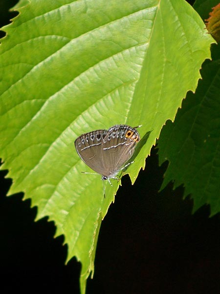 c0045352_07135780.jpg