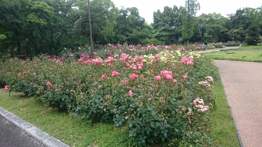 まだまだ見頃の花ショウブとラップタオル_c0328559_16360278.jpg