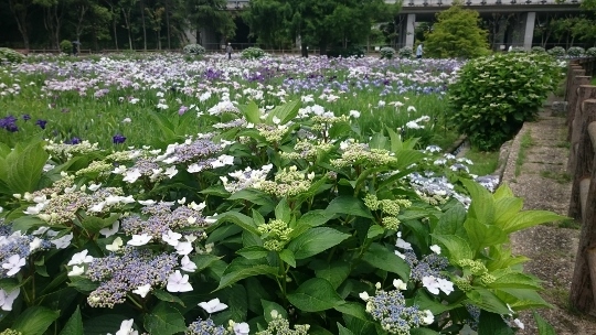 まだまだ見頃の花ショウブとラップタオル_c0328559_16362258.jpg