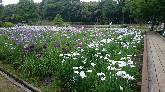 まだまだ見頃の花ショウブとラップタオル_c0328559_16363804.jpg