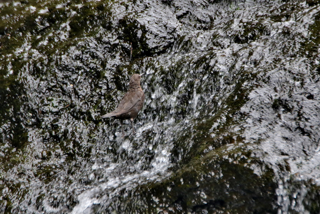  奥日光の野鳥観察_b0343660_09462341.jpg