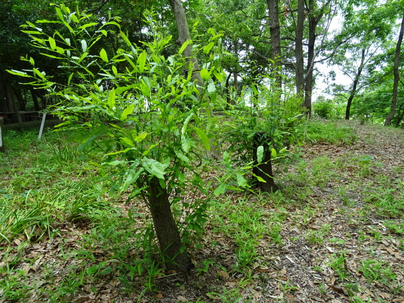 c0108460_20591349.jpg