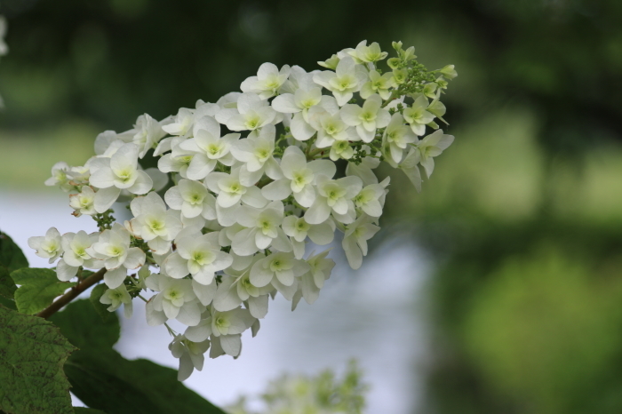 カシワバアジサイ～あじさい色々☆昭和記念公園_d0152261_18355589.jpg