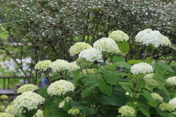 カシワバアジサイ～あじさい色々☆昭和記念公園_d0152261_18415390.jpg