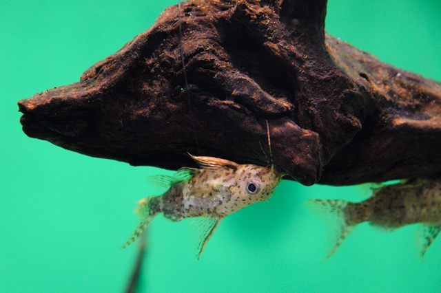 ジャングルコーナーの魚たち 蜜蜂的写真日記 ジャングルコーナーの魚たち 蜜蜂的写真日記