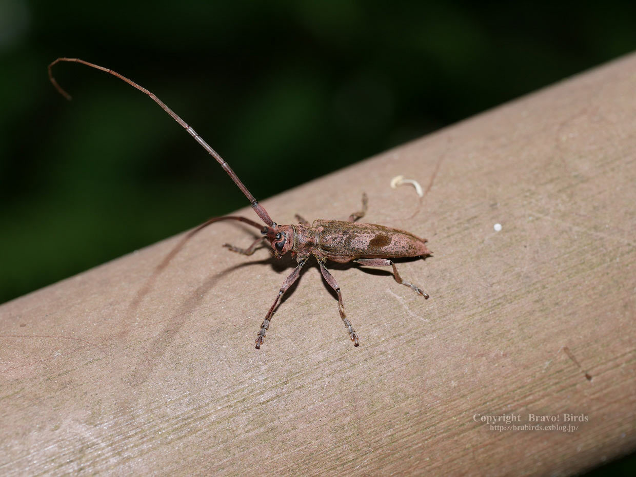 ヤハズカミキリ？_b0069564_03135620.jpg