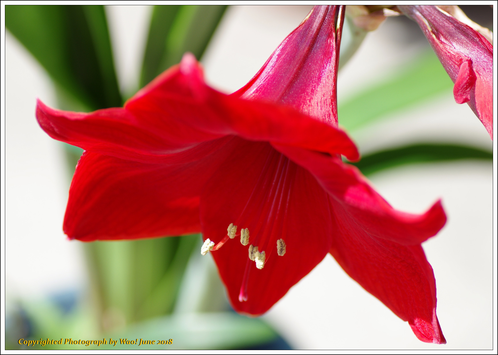 庭に咲く花－１０　深紅のアマリリス_c0198669_18242629.jpg