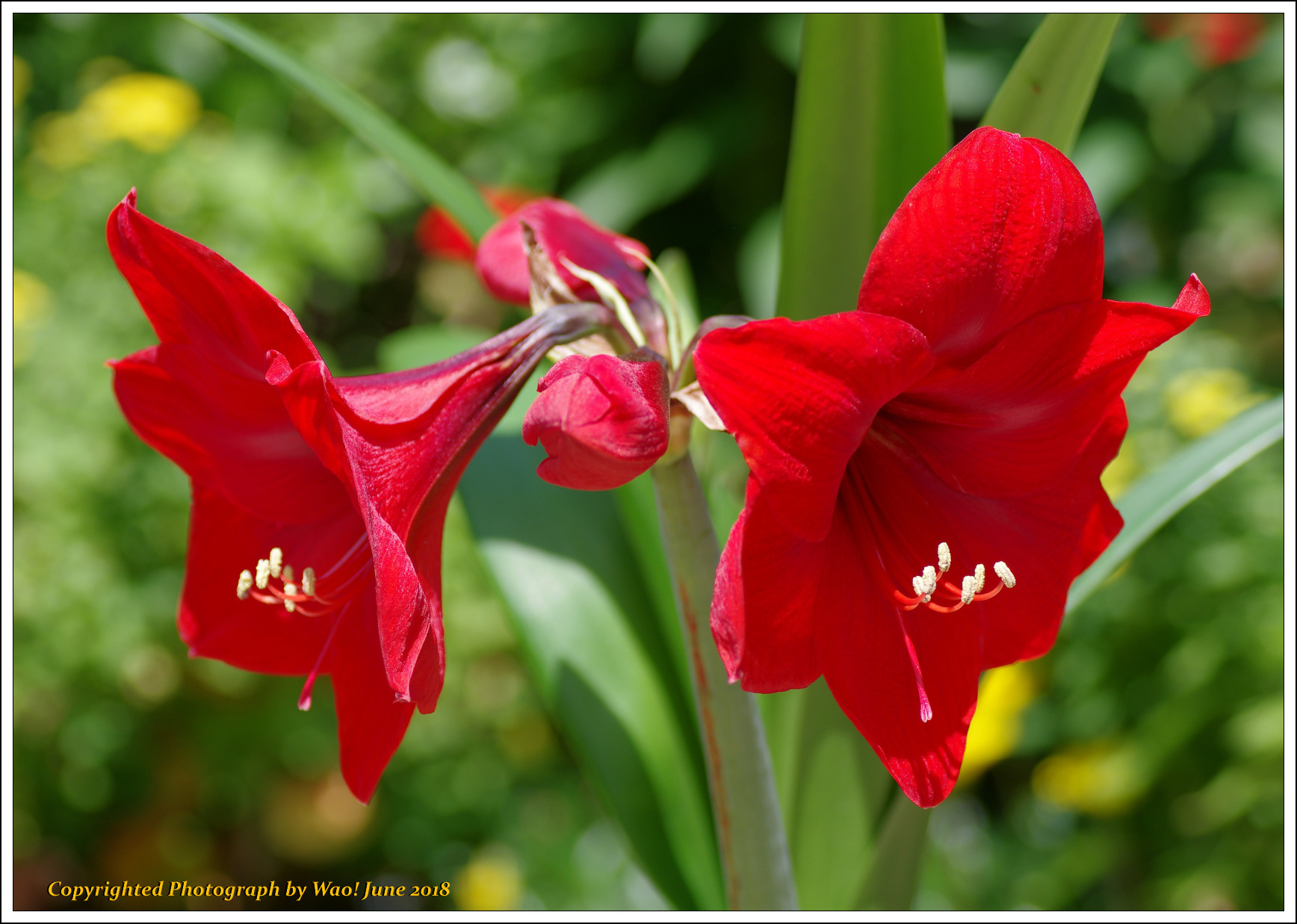 庭に咲く花－１０　深紅のアマリリス_c0198669_18243453.jpg