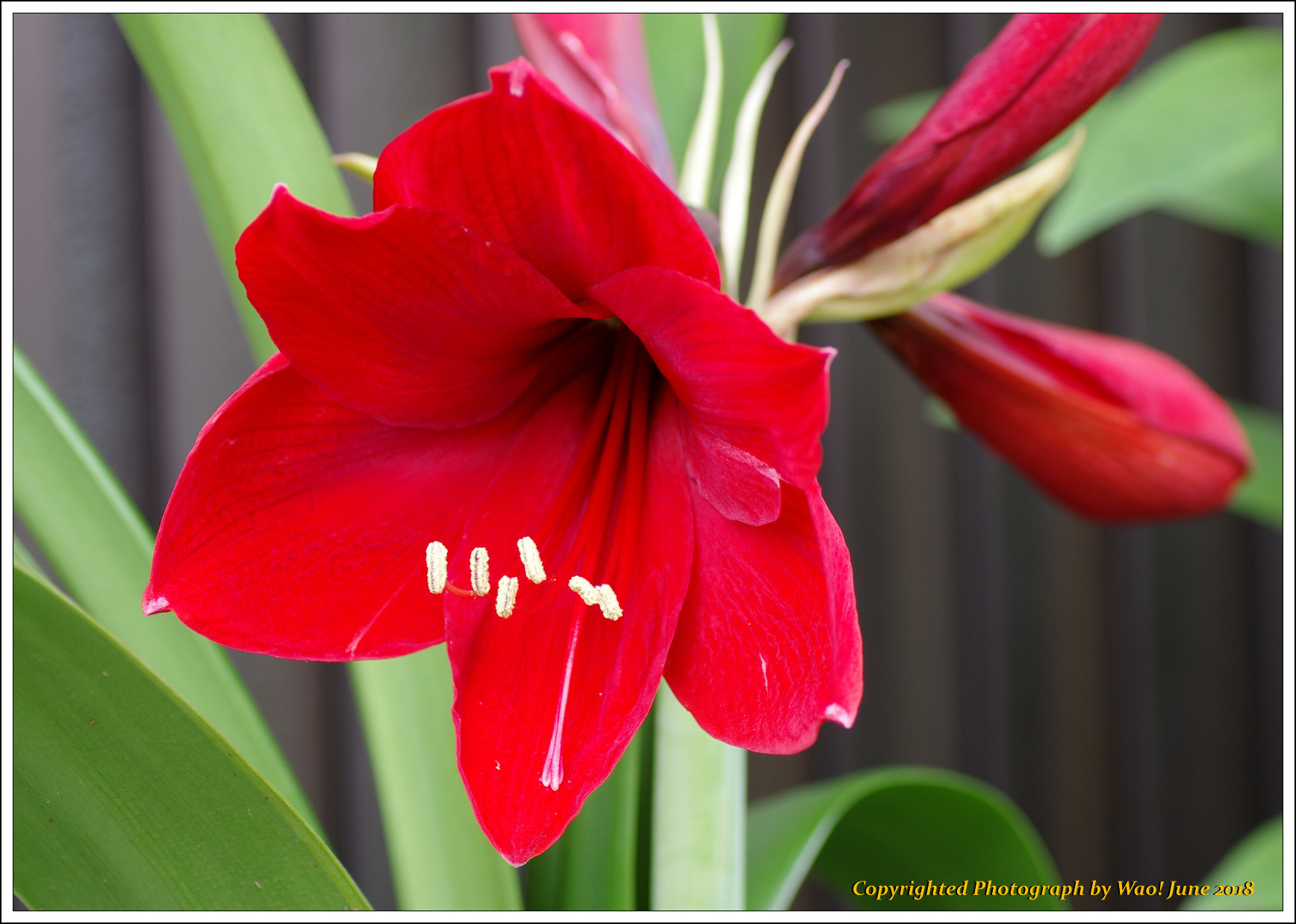 庭に咲く花－１０　深紅のアマリリス_c0198669_18250215.jpg