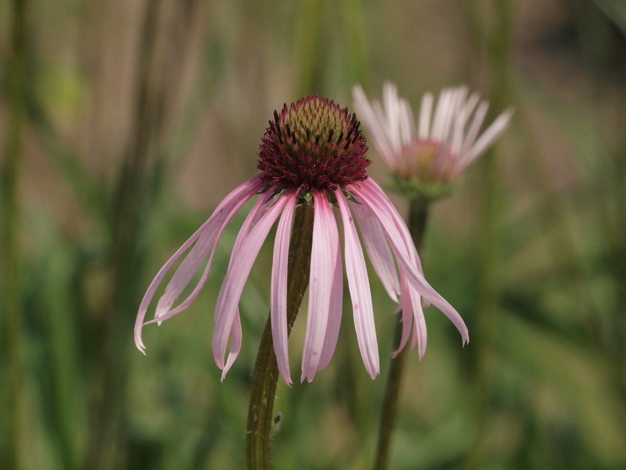 d0054276_20191475.jpg
