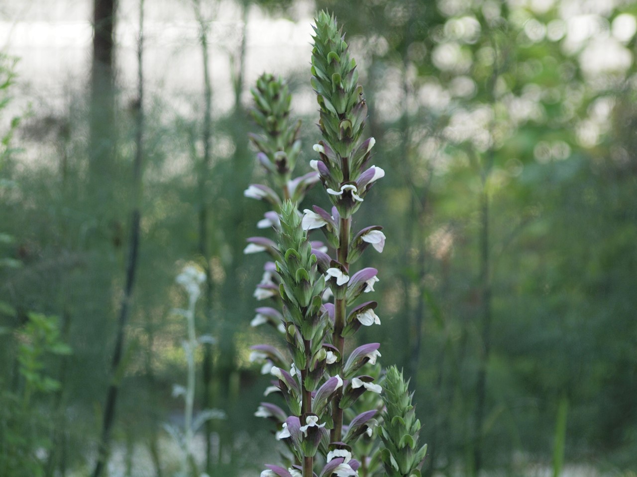 d0054276_20224515.jpg
