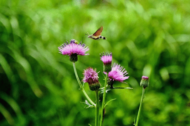 e0360589_01023037.gif