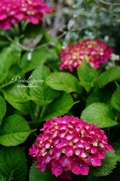 真っ赤な紫陽花 季の花小屋 Pastelgreen