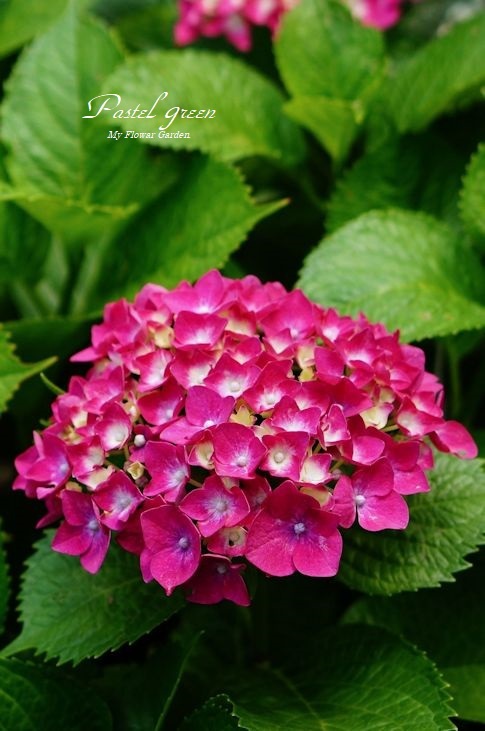 真っ赤な紫陽花 季の花小屋 Pastelgreen