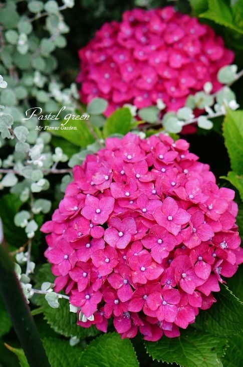 真っ赤な紫陽花 季の花小屋 Pastelgreen