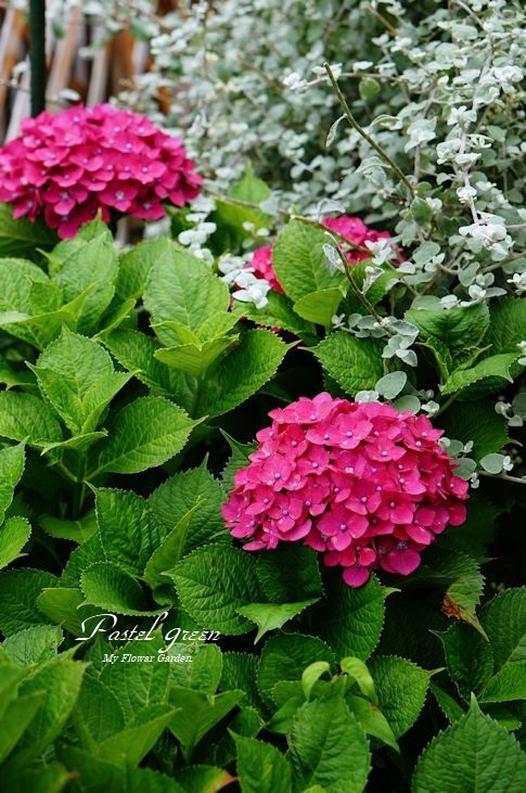 真っ赤な紫陽花 季の花小屋 Pastelgreen