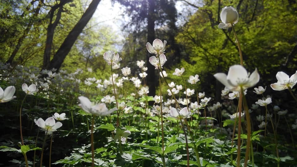 4月のFB日記_e0111396_01522823.jpg
