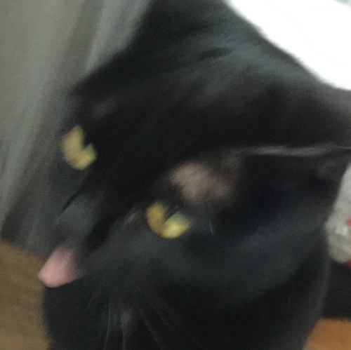 和布と手作り 5_e0358096_19524612.jpeg