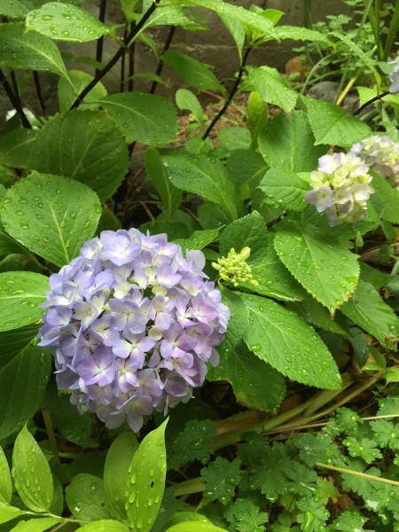 日向で育つアジサイ,アナベル_e0232798_16371012.jpeg
