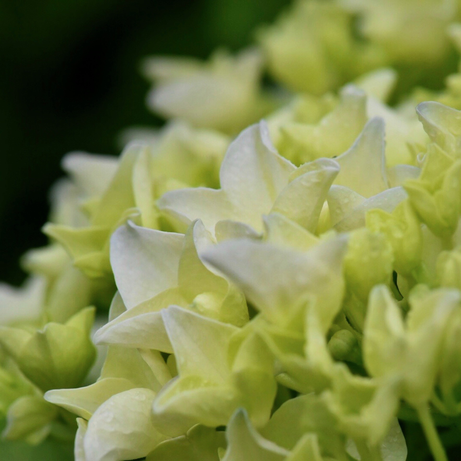 梅雨じきは花盛り_f0099102_13371070.jpg