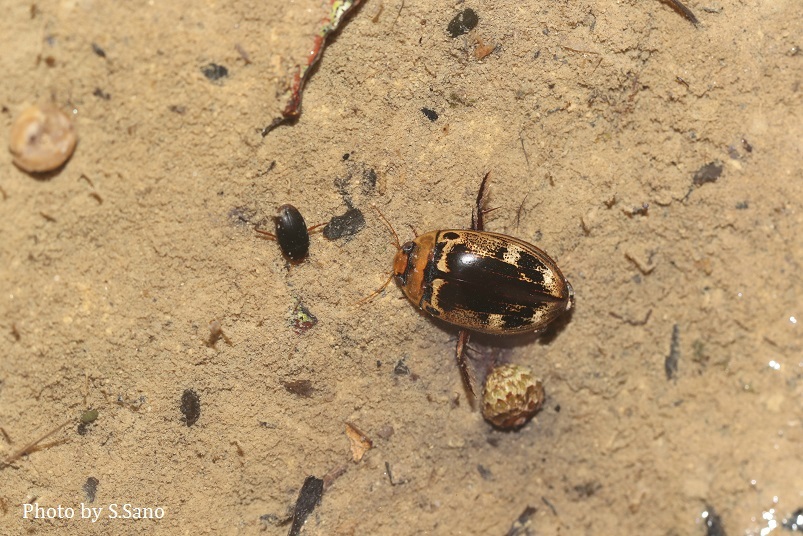 リュウキュウオオイチモンジシマゲンゴロウ : 海を歩くゲンゴロウ