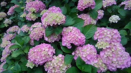 最高の人出に感謝です。💕_c0280108_23462012.jpg