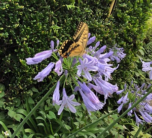 e0027508_8285174.jpg