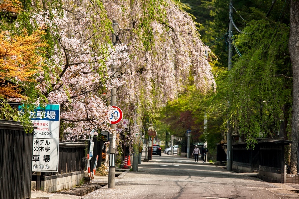 角館の町で桜を探す_b0128609_22152364.jpg