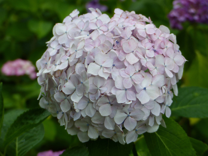 埼玉紫陽花ツアーへ_f0296312_10324197.jpg