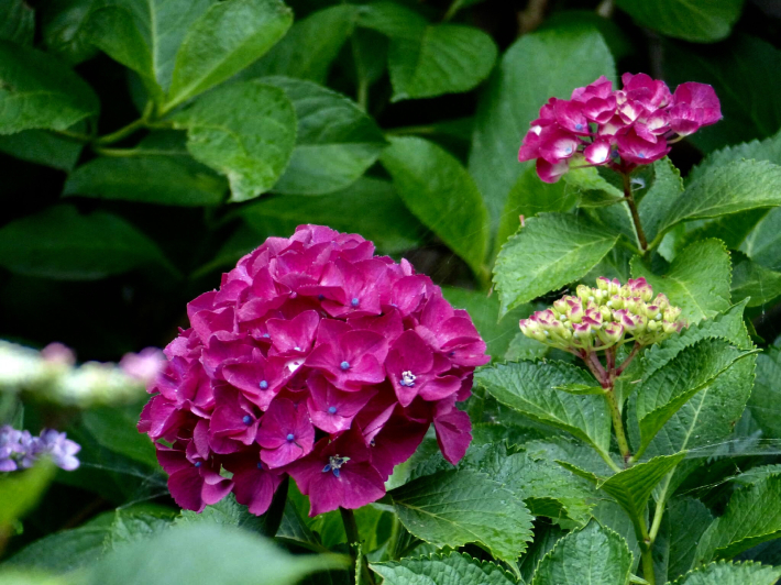 埼玉紫陽花ツアーへ_f0296312_10362144.jpg