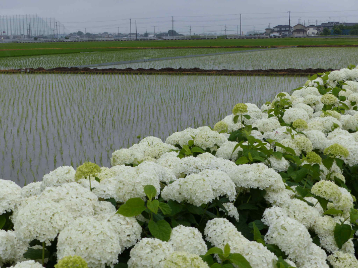 埼玉紫陽花ツアーへ_f0296312_10450720.jpg