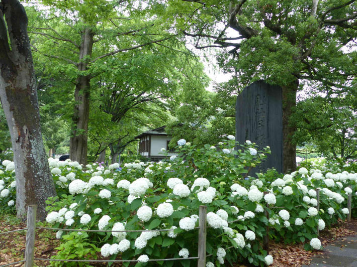 埼玉紫陽花ツアーへ_f0296312_10482992.jpg