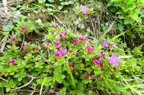 d0170615_10363578.jpg
