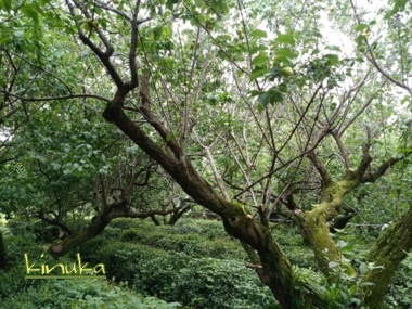 f0205317_03274336.jpg