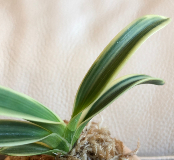 台風の影響で : □ サムライ オーキッド □ 富貴蘭 セレクトショップ