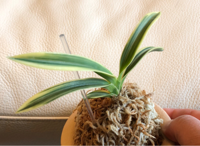 台風の影響で : □ サムライ オーキッド □ 富貴蘭 セレクトショップ