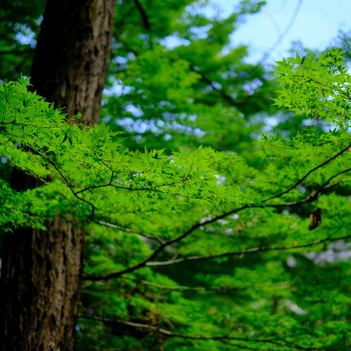 「東京・北区　 象の背中に乗れる公園 飛鳥山公園＆喜久家 かき揚げそばランチ」_a0000029_10095769.jpg