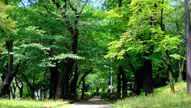 「東京・北区　 象の背中に乗れる公園 飛鳥山公園＆喜久家 かき揚げそばランチ」_a0000029_10102277.jpg